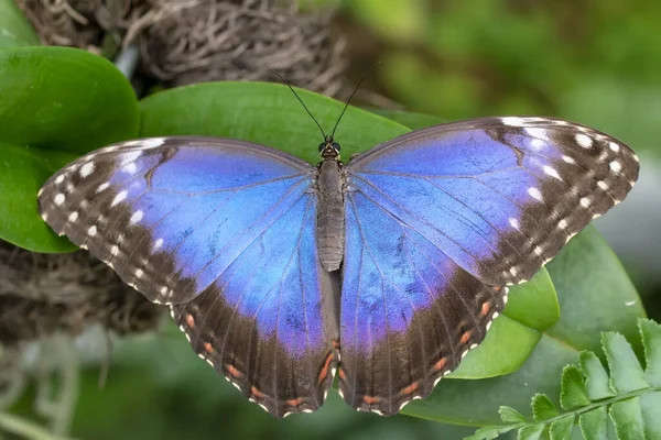 Macro Shots Beautiful Nature Scene Closeup Beautiful Butterfly Sitting Flower — Stock Photo, Image