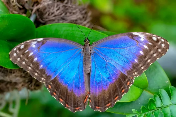 Fotos Macro Hermosa Escena Naturaleza Primer Plano Hermosa Mariposa Sentada — Foto de Stock