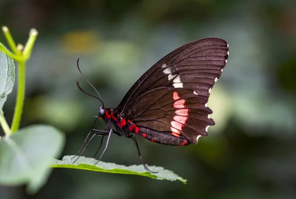 Makroaufnahmen Schöne Naturszene Nahaufnahme Schöner Schmetterling Sitzt Auf Der Blume — Stockfoto