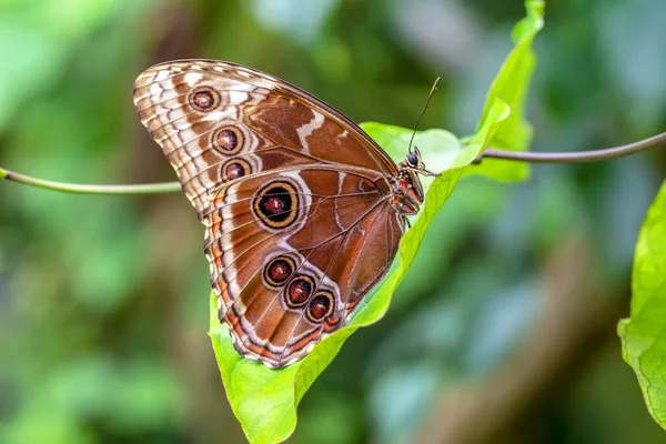 Fotos Macro Hermosa Escena Naturaleza Primer Plano Hermosa Mariposa Sentada — Foto de Stock