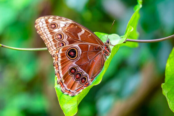 Macro shots, Beautiful nature scene. Closeup beautiful butterfly sitting on the flower in a summer garden.