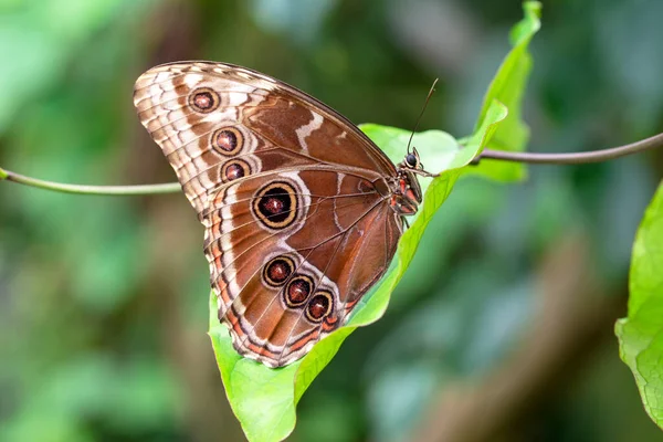 Makro Çekimler Güzel Doğa Sahneleri Yaklaş Güzel Kelebek Yaz Bahçesindeki — Stok fotoğraf