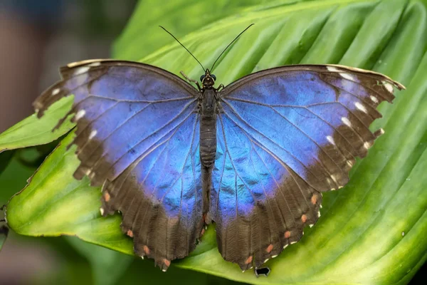 Makro Záběry Krásná Přírodní Scéna Closeup Krásný Motýl Sedí Květině — Stock fotografie