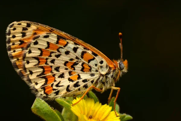 Macro Shots Belle Scène Nature Gros Plan Beau Papillon Assis — Photo