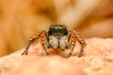 Güzel zıplayan örümceği kapat  