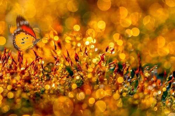 Fundo Abstrato Ouro Com Bokeh Luzes Desfocadas Abstrato Colorido Desfocado — Fotografia de Stock