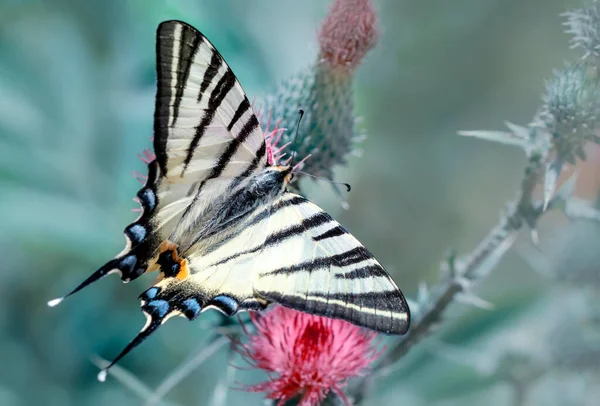 Makro Záběry Krásná Přírodní Scéna Closeup Krásný Motýl Sedí Květině — Stock fotografie