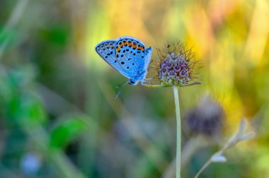 Makro çekimler, güzel doğa sahneleri. Yaklaş, güzel kelebek yaz bahçesindeki çiçekte oturuyor..