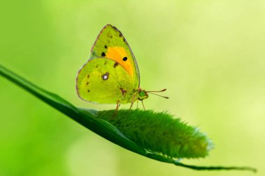 Makro çekimler, güzel doğa sahneleri. Yaklaş, güzel kelebek yaz bahçesindeki çiçekte oturuyor..