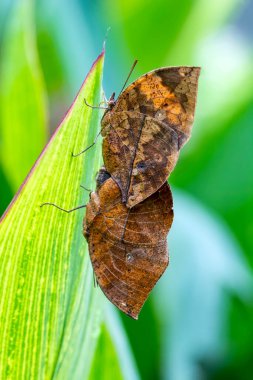 Makro çekimler, güzel doğa sahneleri. Yaklaş, güzel kelebek yaz bahçesindeki çiçekte oturuyor..