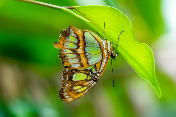 Macro Shots Beautiful Nature Scene Closeup Beautiful Butterfly Sitting Flower — Stock Photo, Image