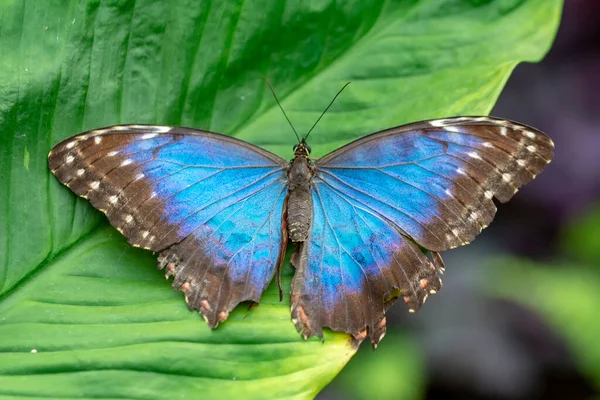 Fotos Macro Hermosa Escena Naturaleza Primer Plano Hermosa Mariposa Sentada — Foto de Stock