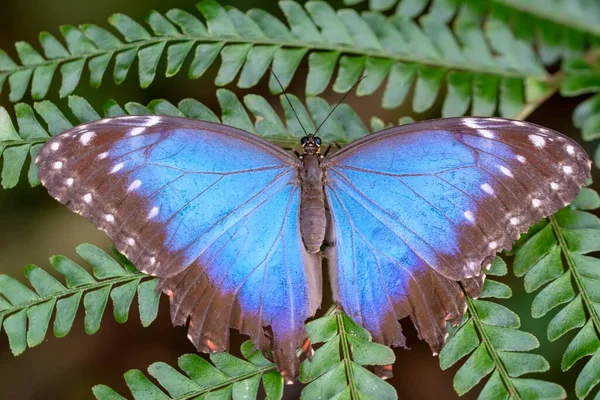 Makro Skott Vacker Natur Scen Närbild Vacker Fjäril Sitter Blomman — Stockfoto