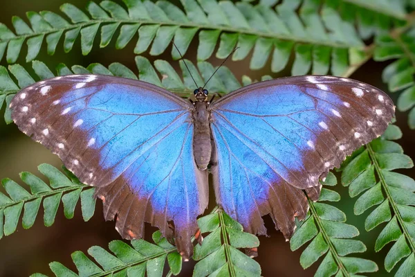 Makro çekimler, güzel doğa sahneleri. Yaklaş, güzel kelebek yaz bahçesindeki çiçekte oturuyor..