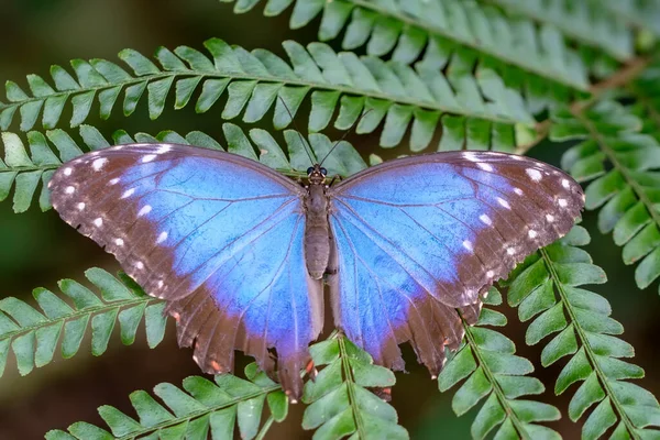 Fotos Macro Hermosa Escena Naturaleza Primer Plano Hermosa Mariposa Sentada — Foto de Stock