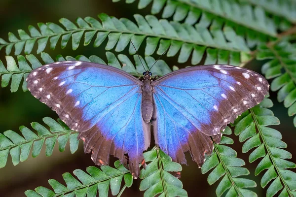 Makroaufnahmen Schöne Naturszene Nahaufnahme Schöner Schmetterling Sitzt Auf Der Blume — Stockfoto