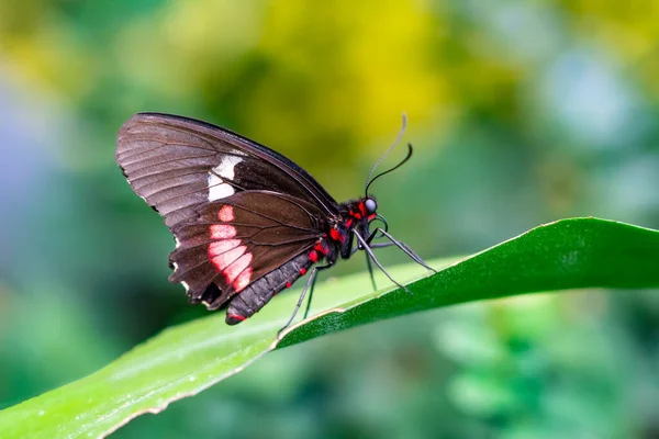 Makroaufnahmen Schöne Naturszene Nahaufnahme Schöner Schmetterling Sitzt Auf Der Blume — Stockfoto