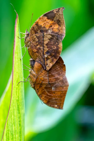 Macro Shots Bela Cena Natureza Closeup Bela Borboleta Sentado Flor — Fotografia de Stock