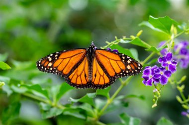 Makro çekimler, güzel doğa sahneleri. Yaklaş, güzel kelebek yaz bahçesindeki çiçekte oturuyor..