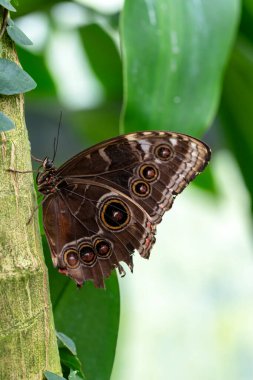 Makro çekimler, güzel doğa sahneleri. Yaklaş, güzel kelebek yaz bahçesindeki çiçekte oturuyor..
