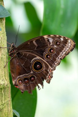 Makro çekimler, güzel doğa sahneleri. Yaklaş, güzel kelebek yaz bahçesindeki çiçekte oturuyor..