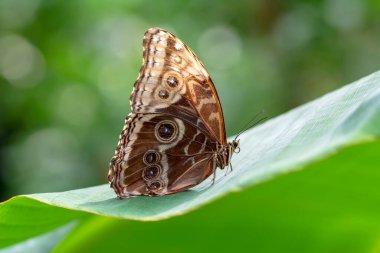 Makro çekimler, güzel doğa sahneleri. Yaklaş, güzel kelebek yaz bahçesindeki çiçekte oturuyor..