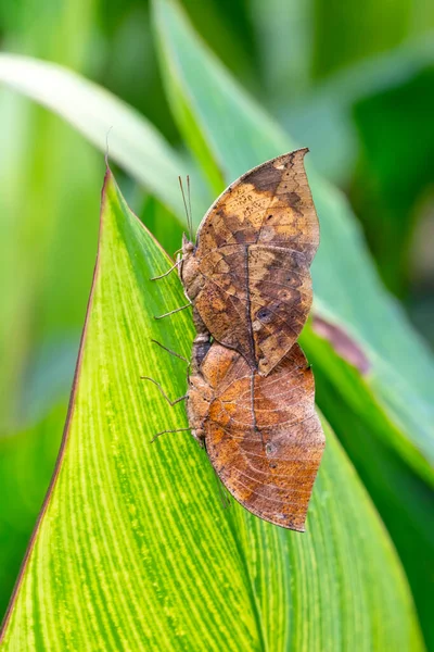 Makro Çekimler Güzel Doğa Sahneleri Yaklaş Güzel Kelebek Yaz Bahçesindeki — Stok fotoğraf