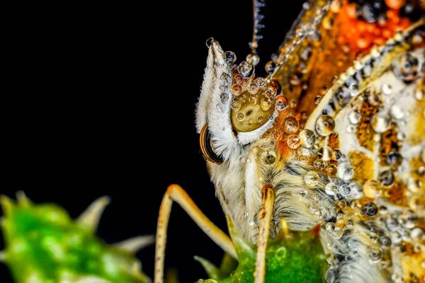 Makro Çekimler Güzel Doğa Sahneleri Yaklaş Güzel Kelebek Yaz Bahçesindeki — Stok fotoğraf