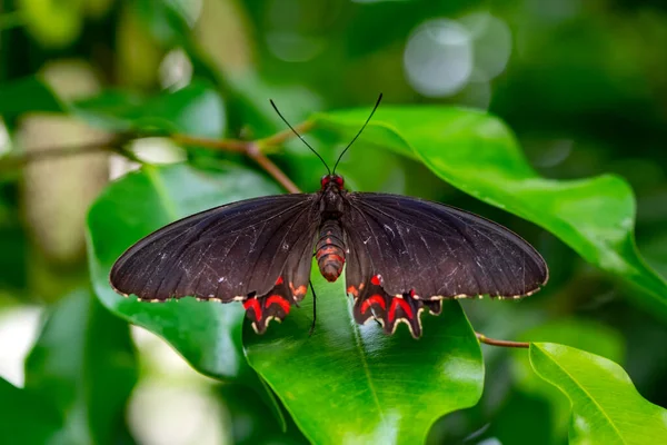 Macro Shots Prachtige Natuur Scene Close Mooie Vlinder Zittend Bloem — Stockfoto