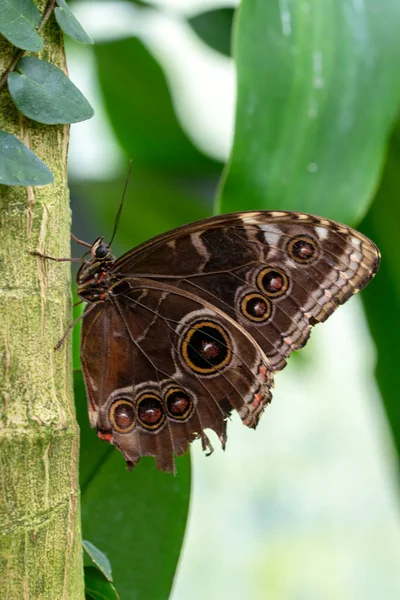 Makro Çekimler Güzel Doğa Sahneleri Yaklaş Güzel Kelebek Yaz Bahçesindeki — Stok fotoğraf