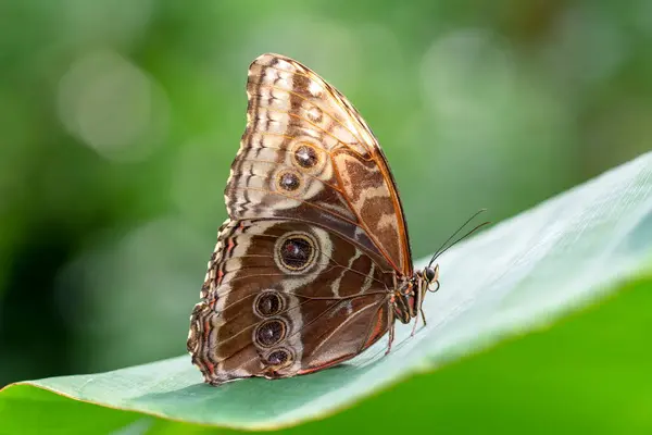 Fotos Macro Hermosa Escena Naturaleza Primer Plano Hermosa Mariposa Sentada — Foto de Stock