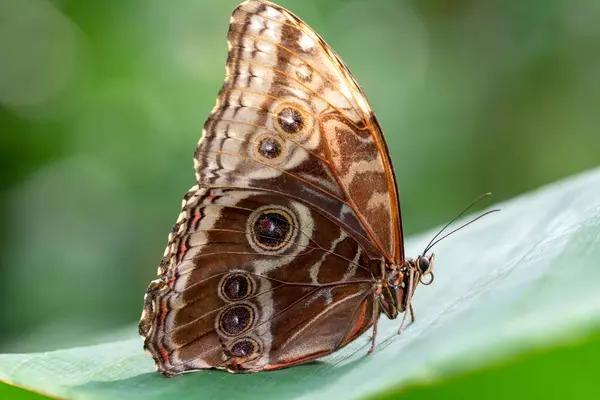 Makro Skott Vacker Natur Scen Närbild Vacker Fjäril Sitter Blomman — Stockfoto