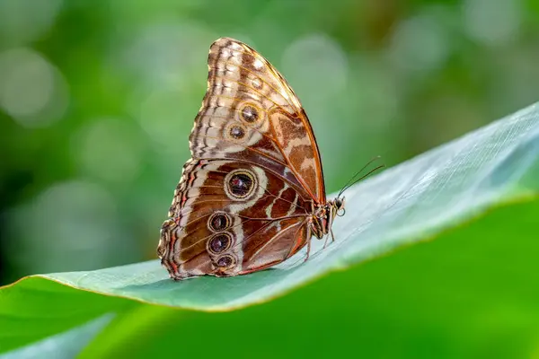 Fotos Macro Hermosa Escena Naturaleza Primer Plano Hermosa Mariposa Sentada — Foto de Stock