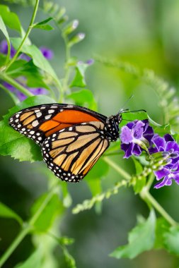 Makro çekimler, güzel doğa sahneleri. Yaklaş, güzel kelebek yaz bahçesindeki çiçekte oturuyor..