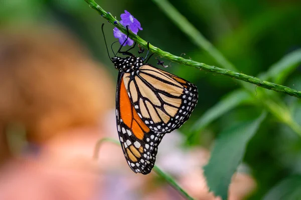 Macro Shots Belle Scène Nature Gros Plan Beau Papillon Assis — Photo