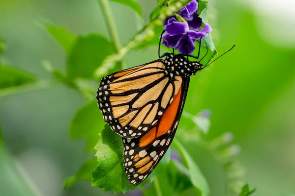 Macro Shots Belle Scène Nature Gros Plan Beau Papillon Assis — Photo