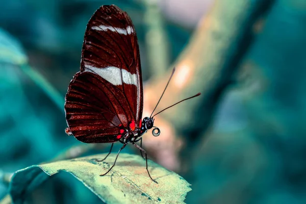 Makro Záběry Krásná Přírodní Scéna Closeup Krásný Motýl Sedí Květině — Stock fotografie