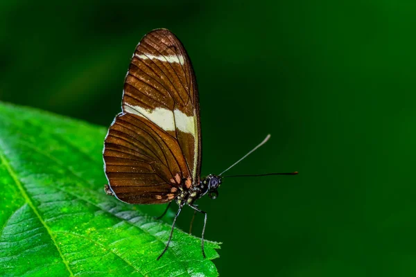 Makro Skott Vacker Natur Scen Närbild Vacker Fjäril Sitter Blomman — Stockfoto