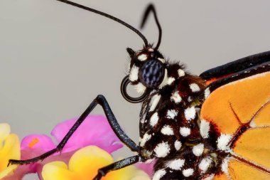Makro çekimler, güzel doğa sahneleri. Yaklaş, güzel kelebek yaz bahçesindeki çiçekte oturuyor..