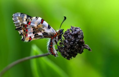 Makro çekimler, güzel doğa sahneleri. Yaklaş, güzel kelebek yaz bahçesindeki çiçekte oturuyor..