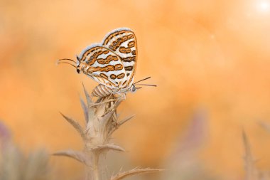 Makro çekimler, güzel doğa sahneleri. Yaklaş, güzel kelebek yaz bahçesindeki çiçekte oturuyor..