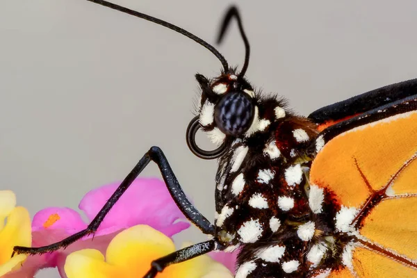 Macro Shots Belle Scène Nature Gros Plan Beau Papillon Assis — Photo