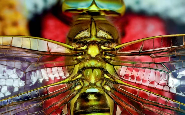 Μακρο Πλάνα Όμορφη Φύση Σκηνή Dragonfly — Φωτογραφία Αρχείου