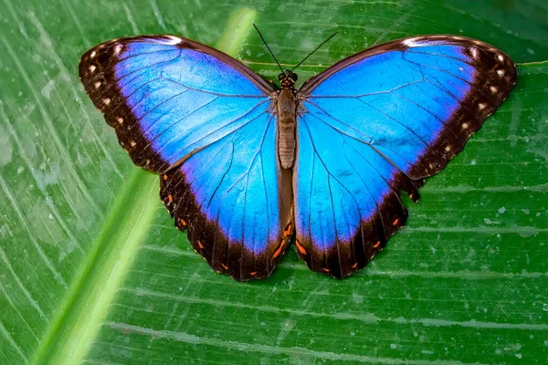 Makroaufnahmen Schöne Naturszene Nahaufnahme Schöner Schmetterling Sitzt Auf Der Blume — Stockfoto