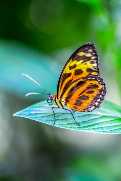 Macro Shots Prachtige Natuur Scene Close Mooie Vlinder Zittend Bloem — Stockfoto