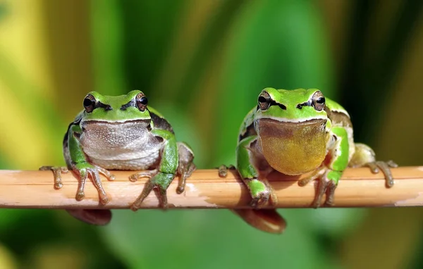 Européia Bonita Hyla Arborea — Fotografia de Stock