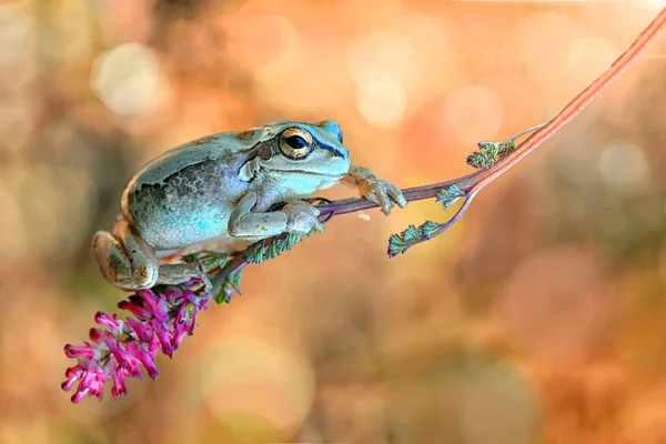 Όμορφη Βάτραχος Της Ευρώπης Hyla Arborea — Φωτογραφία Αρχείου