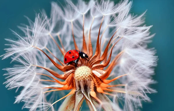 Yaprağın Üzerindeki Güzel Uğur Böceği Odaklanmış Arka Plan — Stok fotoğraf
