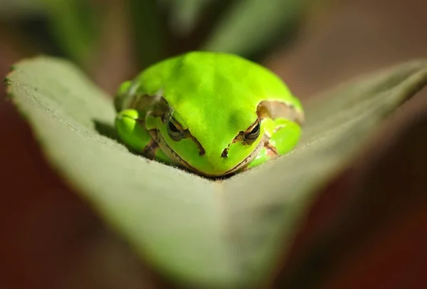 Hermosa Rana Árbol Europa Hyla Arborea — Foto de Stock