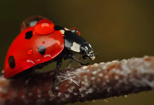 Belle Coccinelle Sur Fond Déconcentré Feuilles — Photo